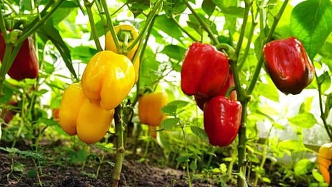 capsicum