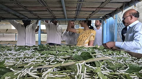 the Central Silk Board