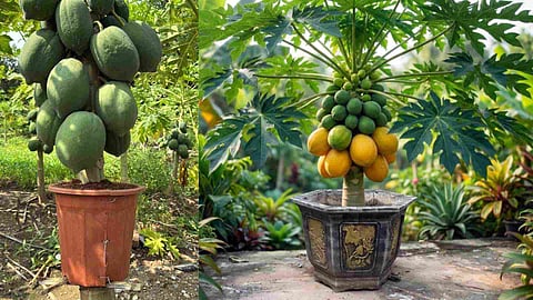 Hybrid Papaya