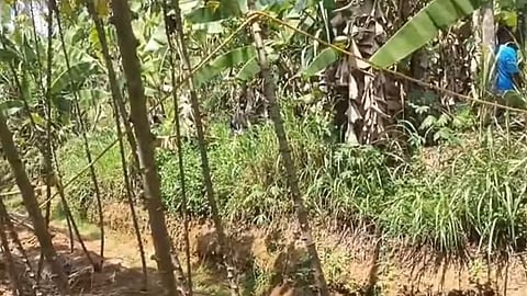 Chalakudy DFO Forest Land Row