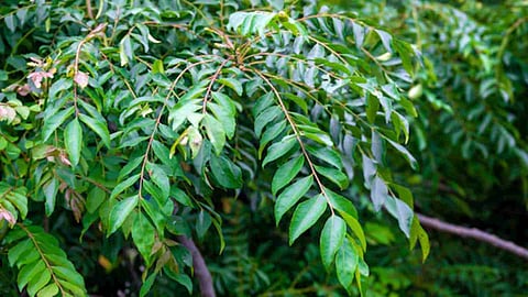 curry leaves