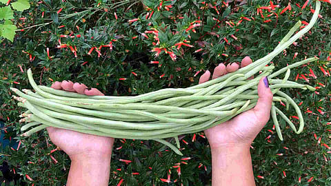 yard long beans