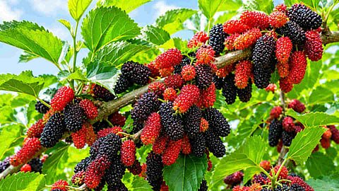 mulberry