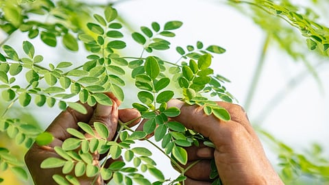Moringa leaves, Iron deficiency