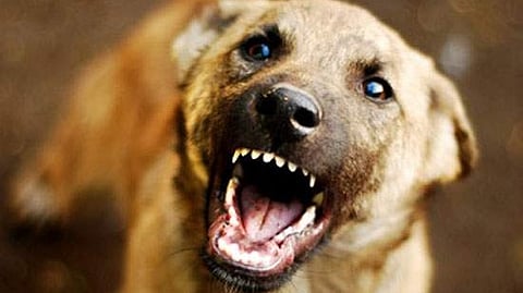 Stray Dog