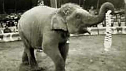 Asiad Appu Elephant Story
