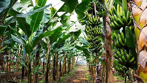 banana