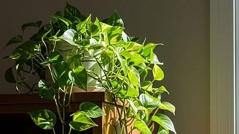 Indoor plants