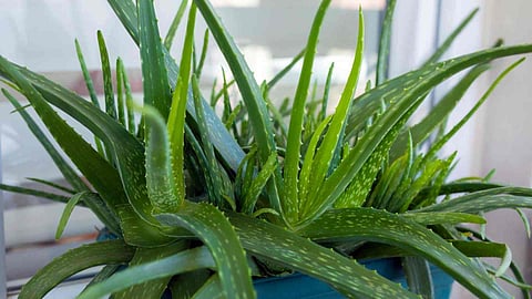 aloevera