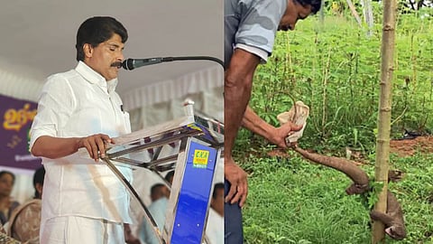 Monitor lizard captured from Horticorp premises in Kakkanad