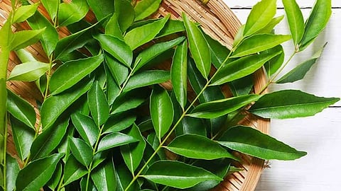 Curry leaves for hair growth