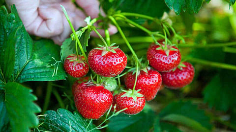 strawberry