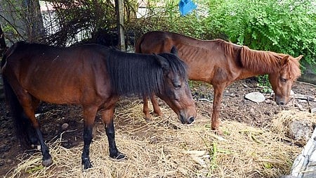 Horses owned by Shimjith abandoned at his residence on BG Road, Vellayil