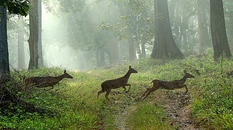 Three fawns spotted in mid-leap in Wayanad?s Chethalayam forest during a recent misty morning