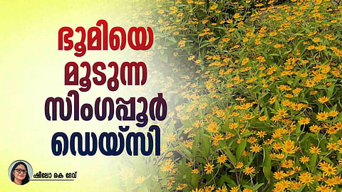 Singapore daisy