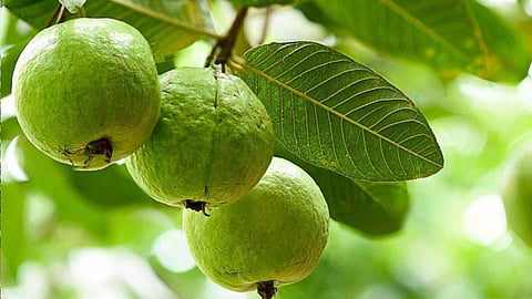 guava
