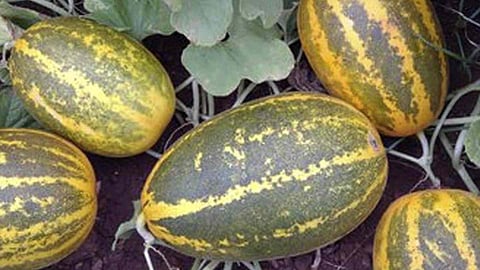 cucumber