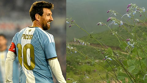 Lionel Messi, Salvia messi