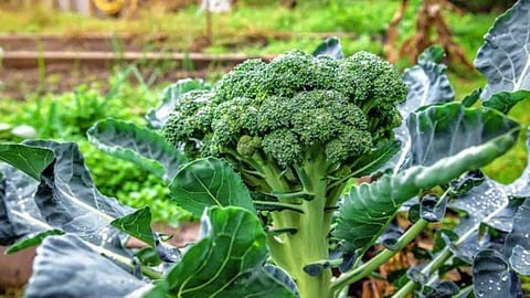 broccoli