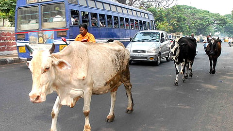 cow