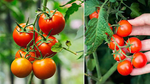tomato