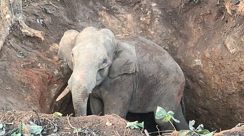 Elephant Falls Into Well