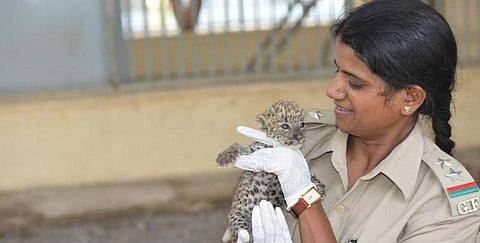 കിണറ്റില് വീണ സിംഹത്തിന് മുതല് കറങ്ങിനടന്ന പുള്ളിപുലിക്ക് വരെ റസീല രക്ഷകയാണ്