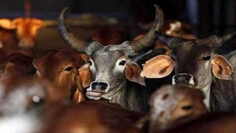 കാലി കടത്ത്: കേന്ദ്ര വിജ്ഞാപനം മറയാക്കി ഹിന്ദു സംഘടനകള് കച്ചവടക്കാരെ ഭീഷണിപ്പെടുത്തി പണം തട്ടുന്നു