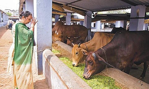 പശു രാഷ്ട്രീയക്കാര് ശ്രദ്ധിക്കേണ്ടത്