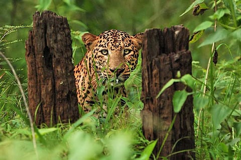 Kannur