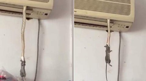 എസിക്കുള്ളില് പാമ്പ്, പാമ്പിന്റെ വായില് എലി(വീഡിയോ)
