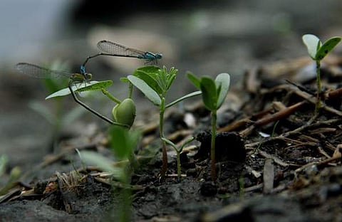 ചിത്രം മെല്ട്ടണ് ആന്റണി