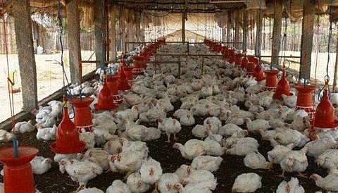 കോഴി വില കുറയ്ക്കാന് അപേക്ഷിക്കുക മാത്രമാണ് ചെയ്തതെന്ന് സര്ക്കാര്