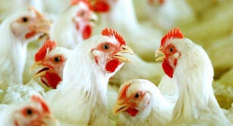 Bird Flu Outbreak In Kerala: Tamil Nadu Poultry Farms Take Strict Measures