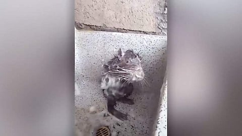 മനുഷ്യര്ക്ക് മാത്രം വൃത്തിയായി നടന്നാല് മതിയോ..? കാണാം എലിയുടെ സൂപ്പര് നീരാട്ട് ( വീഡിയോ )