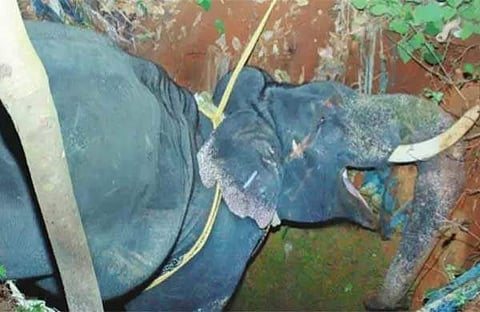 ഇടഞ്ഞോടിയ കൊമ്പന് തലകുത്തി കിണറ്റില് വീണു ചരിഞ്ഞു