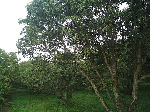 മുതലമടയിലെ മാവിന്തോട്ടം