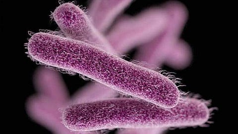 Shigella cases have been confirmed in Kozhikode, with an increase in reported infections.