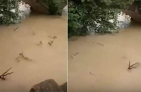 നാശം വിതച്ച് പ്രളയം ; നിലമ്പൂര് പുഴയിലൂടെ മാനുകള് കൂട്ടത്തോടെ ഒഴുകി വരുന്നു ( വീഡിയോ )