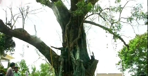 പെരുമഴയില് ഉണങ്ങി, പച്ചകെട്ടു; ആല്മരത്തെ അവര് മരിക്കാന് വിട്ടില്ല, ചികിത്സയിലൂടെ പുതുനാമ്പുകള്