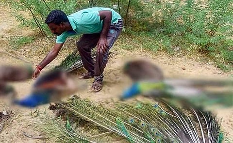 47 മയിലുകള് കൂട്ടത്തോടെ ചത്തൊടുങ്ങി: വിഷബാധയെന്ന് സംശയം