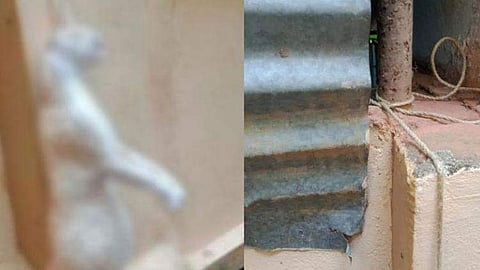 ഗർഭിണിപൂച്ചയെ കെട്ടിത്തൂക്കി കൊന്നതാണെന്ന് പോസ്റ്റ്മോർട്ടം റിപ്പോർട്ട്