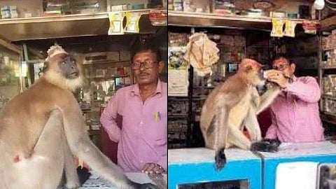 മുറിവിൽ മരുന്ന് വയ്ക്കാൻ മെഡിക്കൽ ഷോപ്പിലെത്തി കുരങ്ങൻ! മരുന്നുവച്ച്, ഗുളിക കഴിച്ച് മടക്കം (വീഡിയോ)