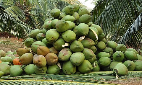തേങ്ങയിലും മായം, വിളവുള്ള തേങ്ങയാക്കുന്നത് രാസവസ്തു കലര്ത്തി