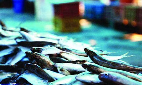 കൊടും ചൂട് കടല് മത്സ്യങ്ങളേയും ബാധിക്കുന്നു; മീനുകള് ആഴക്കടലിലേക്ക്, വിപണിയില് ദിവസങ്ങള് പഴക്കമുള്ള മത്സ്യങ്ങള്