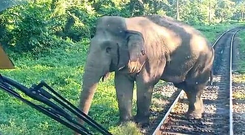 ലോക്കോ പൈലറ്റുമാര് ട്രെയിന് നിര്ത്തിയത് ആനയ്ക്ക് പോകാന്: എന്നാല് പിന്നീട് സംഭവിച്ചത്, വീഡിയോ