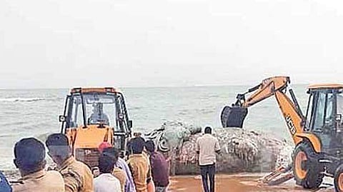 രണ്ട് ആനയെക്കാളും വലിപ്പം ; തീരത്തടിഞ്ഞ തിമിംഗലത്തോട് സുല്ലിട്ട് ജെസിബി