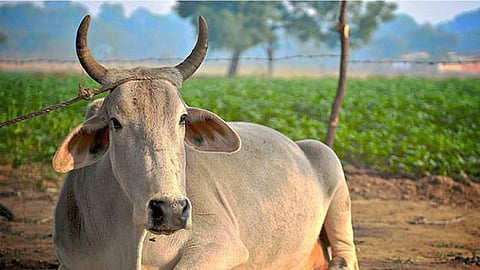 'കറണ്ട് പോയ തക്കത്തിൽ' ഒന്നരലക്ഷം രൂപയുടെ താലിമാല കാള തിന്നു, ചാണകത്തിൽ തപ്പി എട്ടുദിവസം കാത്തിരിപ്പ്; ഒടുവിൽ