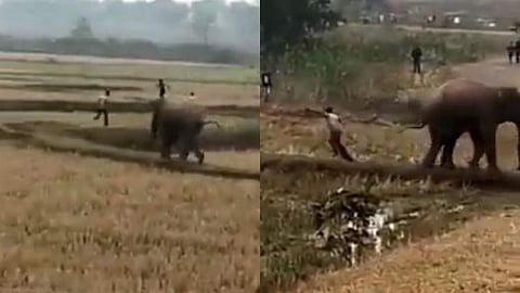 'അനുഭവിച്ചാലേ പഠിക്കൂ'; ഉപദ്രവിച്ച ആളെ 'കണ്ടം വഴി ഓടിച്ച്' കാട്ടാന ( വീഡിയോ)