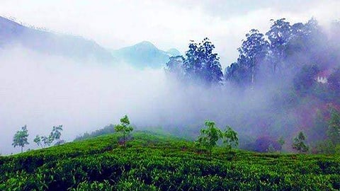 Temperature drops below 10 degrees, Munnar preps for higher tourist footfall